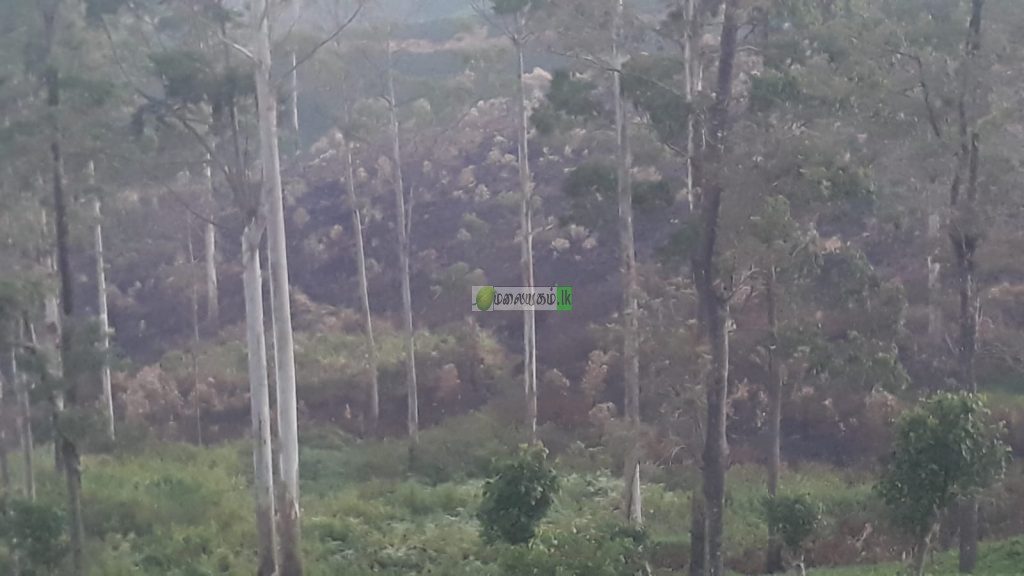மொக்கா தோட்ட வனப்பகுதியில் வைக்கப்பட்ட தீ கட்டுப்பாட்டில்.