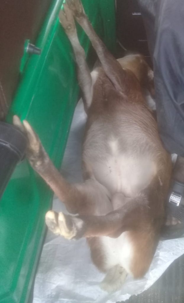 இறைச்சிக்காக மான் வேட்டையாடிய மூவர் கைது.