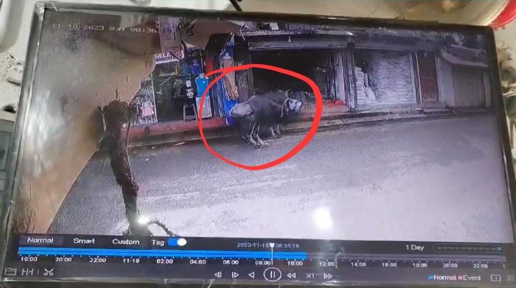 கந்தப்பளை நகரில் காட்டெறுமை தாக்கியதில் காயமடைந்த முதியவர் வைத்தியசாலையில் அனுமதி.