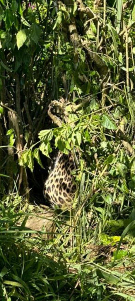 மஸ்கெலியாவில் வலையில் சிக்கிய சிறுத்தை ரந்தெனிகல மிருக வைத்திய சாலைக்கு கொண்டு செல்லப்பட்டது.