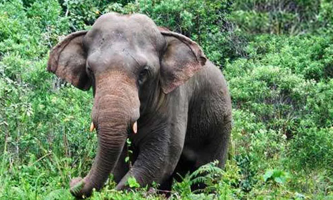 சிங்கராஜ வனத்தில் காணமல் போன யானைகள் தொடர்பில் அவதானம்!