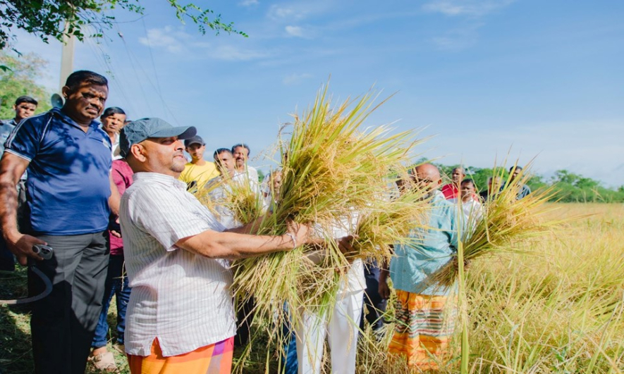 கீரி சாம்பா உற்பத்தியை 2024 பெரும்போகத்தில் நாடு பூராகவும் விஸ்தரிப்பதற்கு நடவடிக்கை