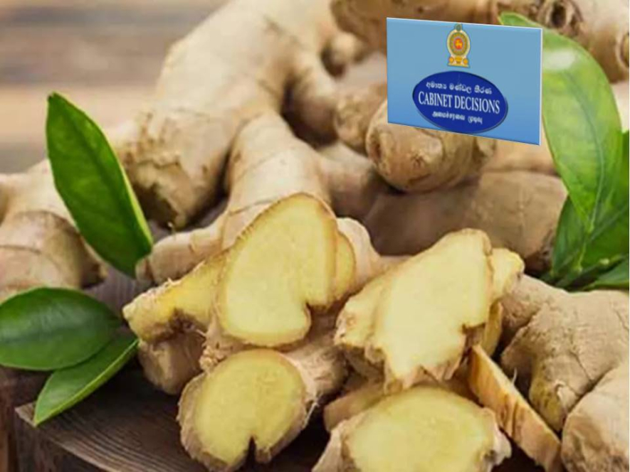 இஞ்சி இறக்குமதிக்கு அமைச்சரவை அனுமதி