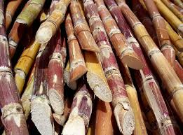 மலையகத்தில் கரும்புக்கு தட்டுப்பாடு
